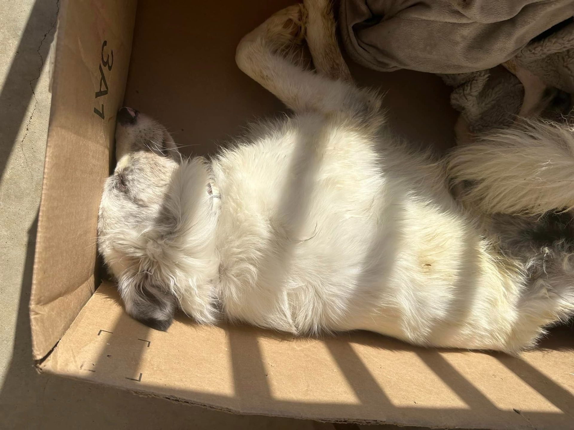 perro sin vida en una caja