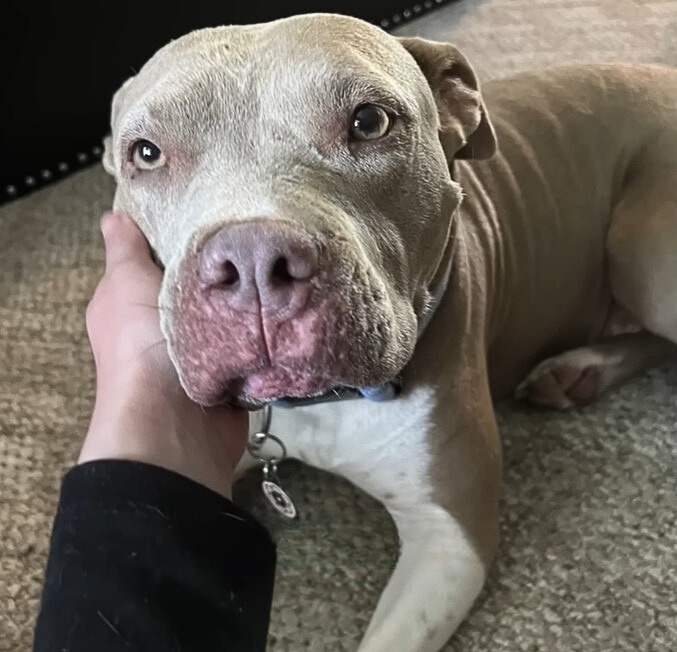 adorable perro mayor de criador