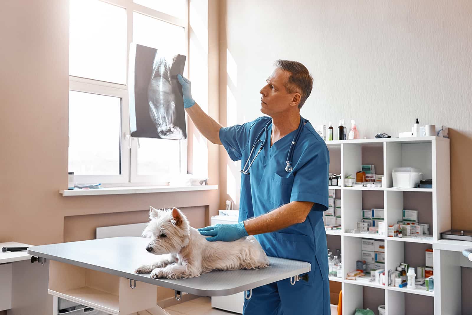 veterinario masculino mirando la radiografía y sosteniendo un perro pequeño