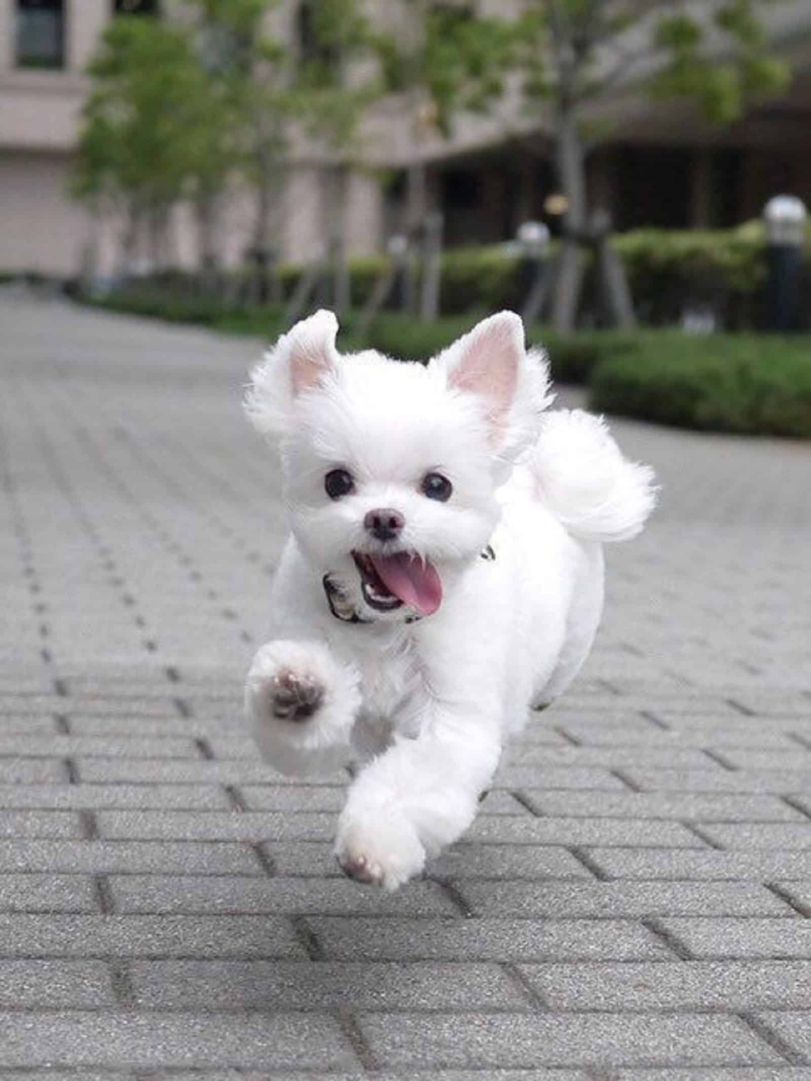 perro maltés corriendo