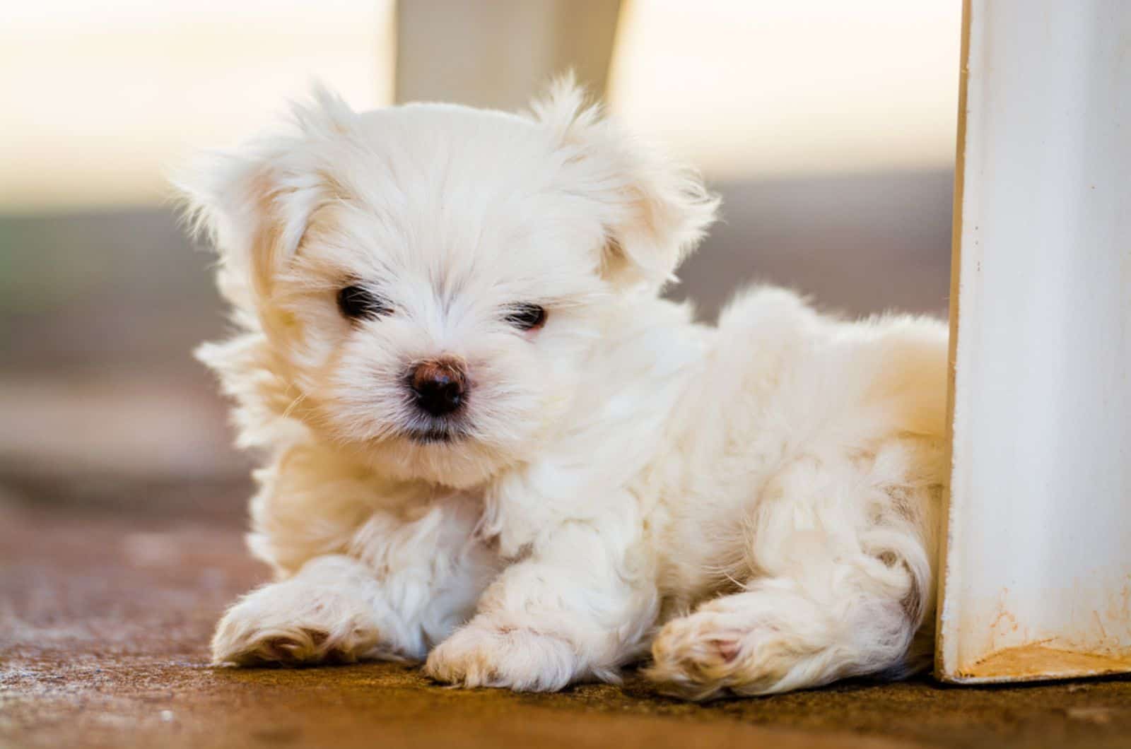 cachorro de maltés acostado en el suelo