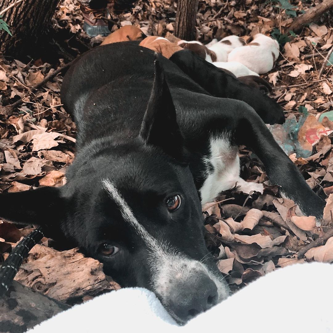 mamá perro y cachorros en el bosque