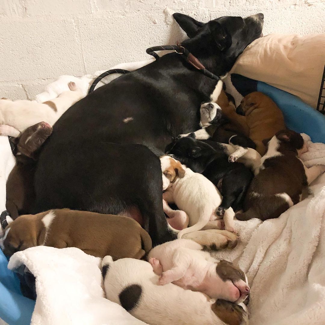 mamá perro tumbada en una cama con cachorros