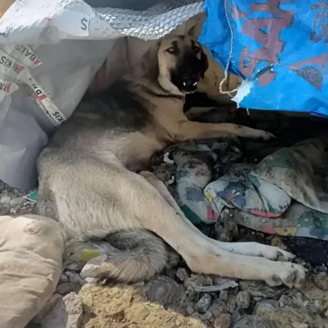 mamá perra con cachorros abandonados