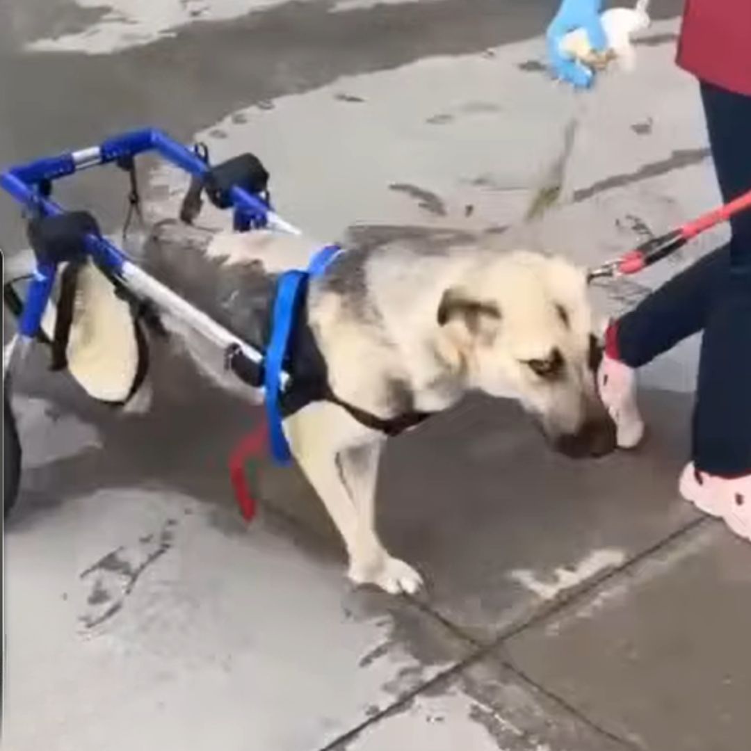 mamá perra con silla de ruedas