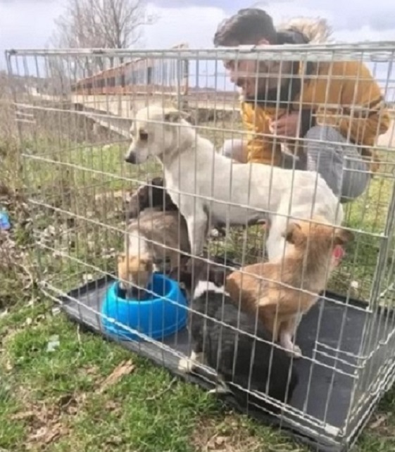 hombre con perros en jaula