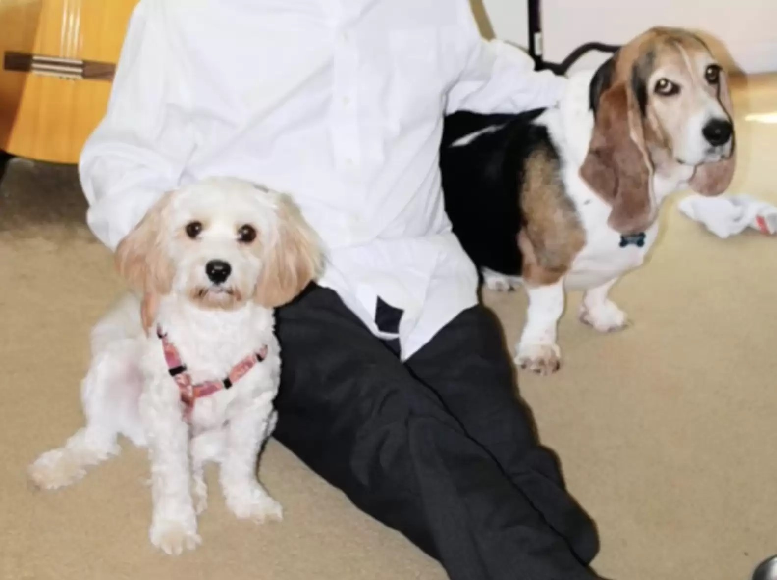 hombre con dos perros sentados