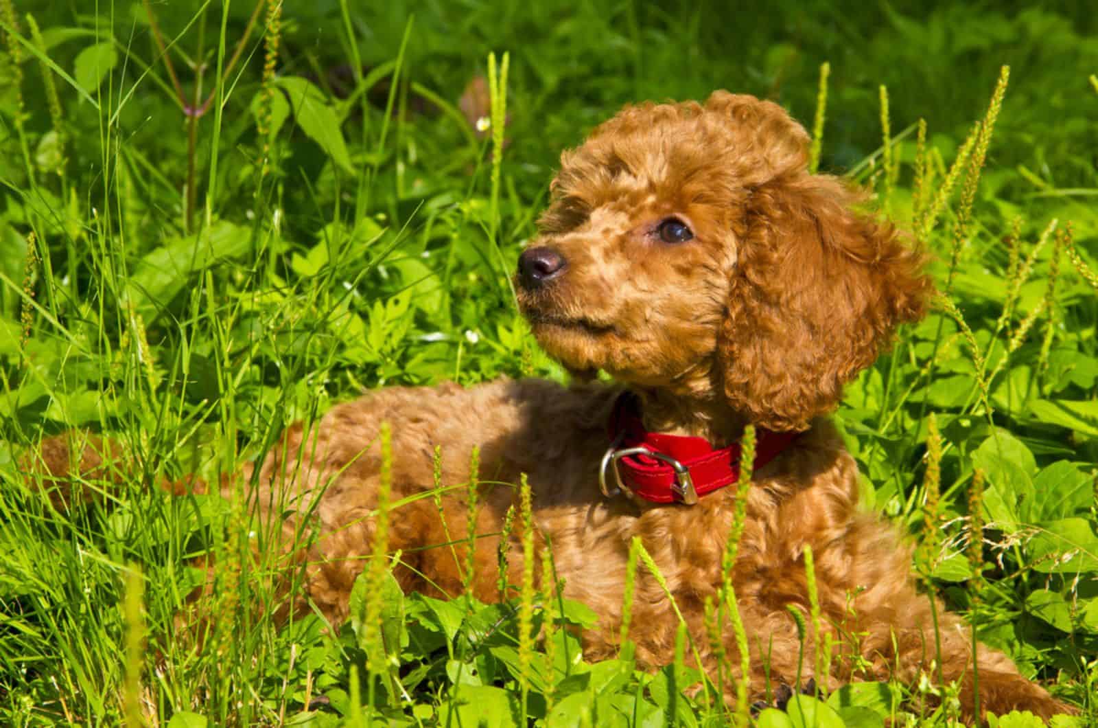 cachorro de caniche miniatura acostado en el césped