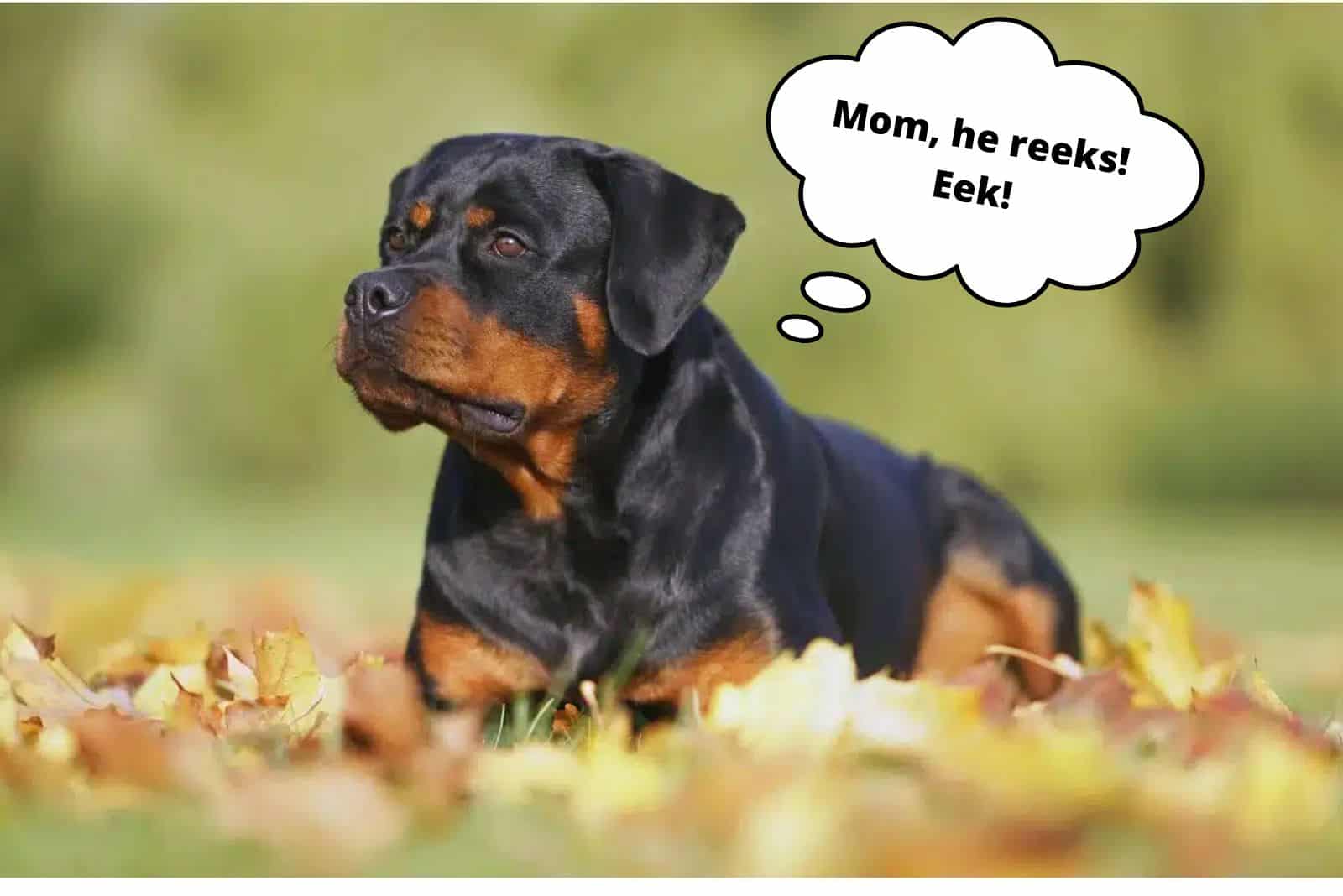 mamá, ¡él apesta! eek