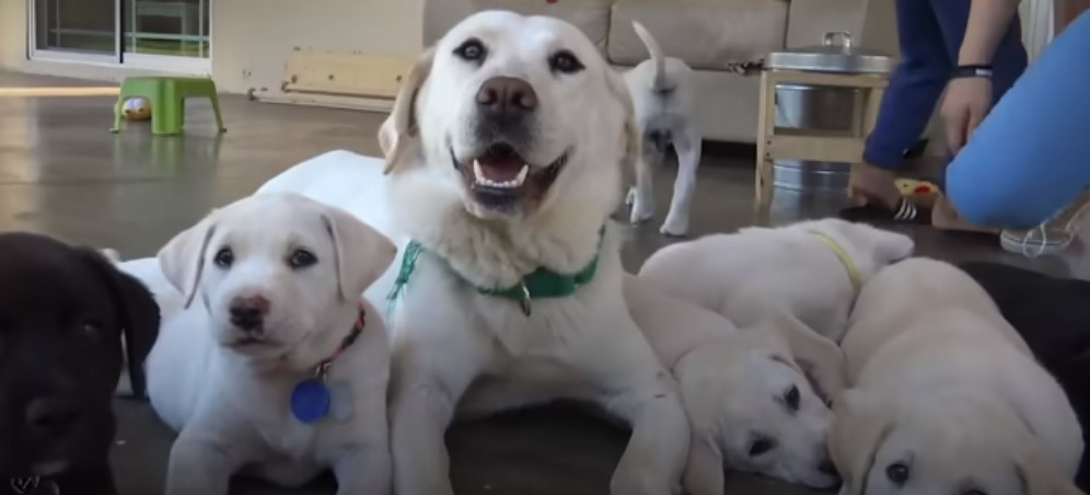 mamá perro y sus cachorros