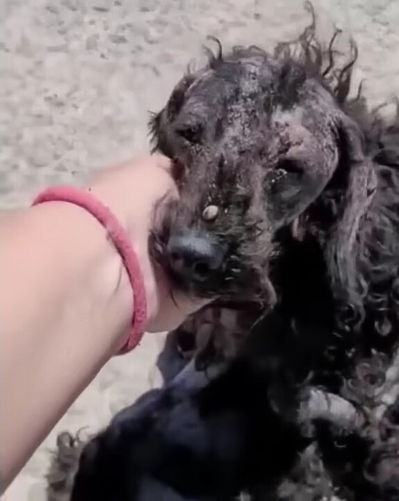 perro descuidado