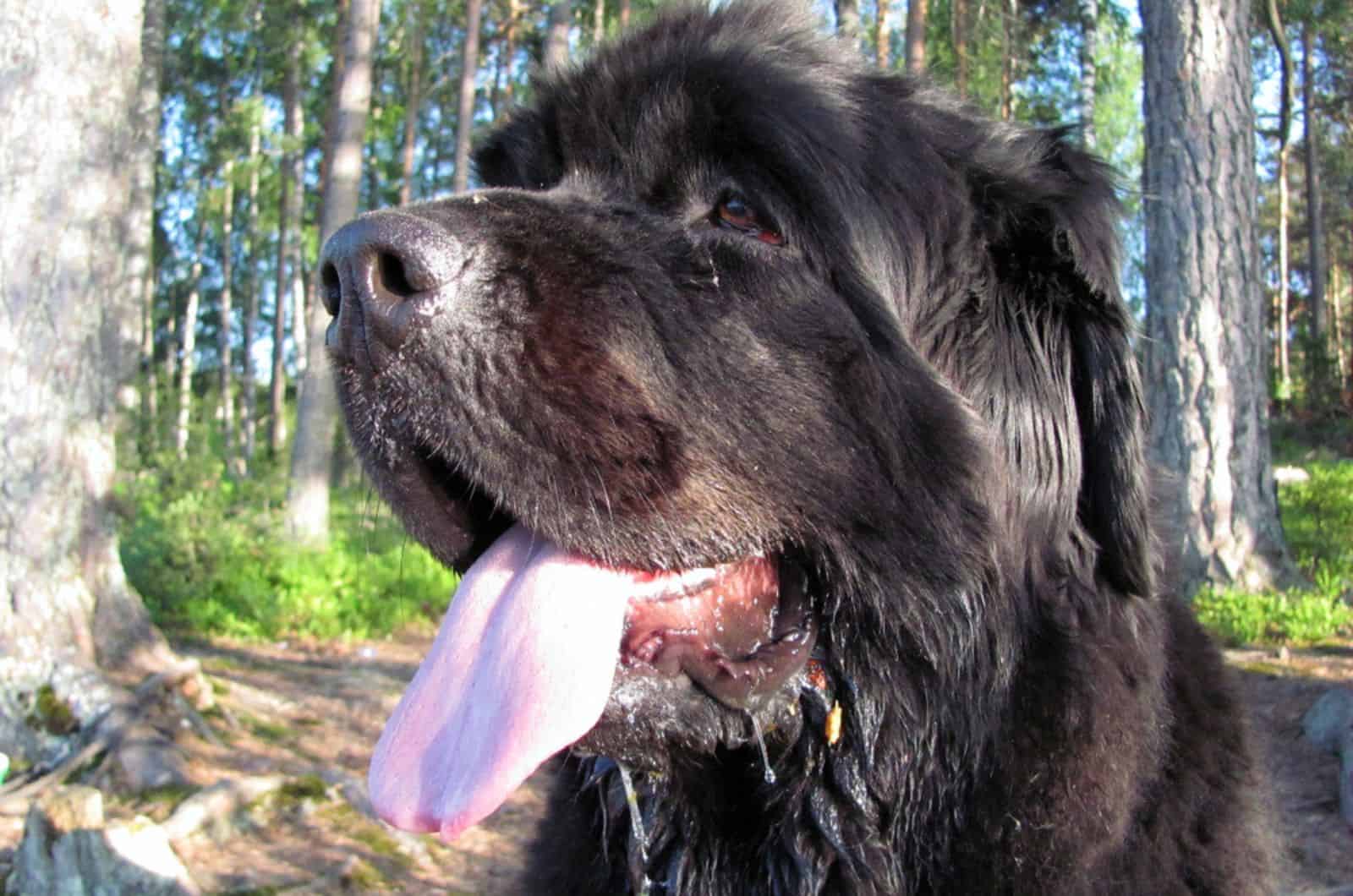 perro terranova con la lengua fuera
