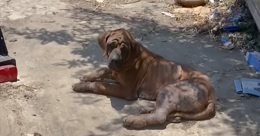 perra vieja tumbada en el suelo