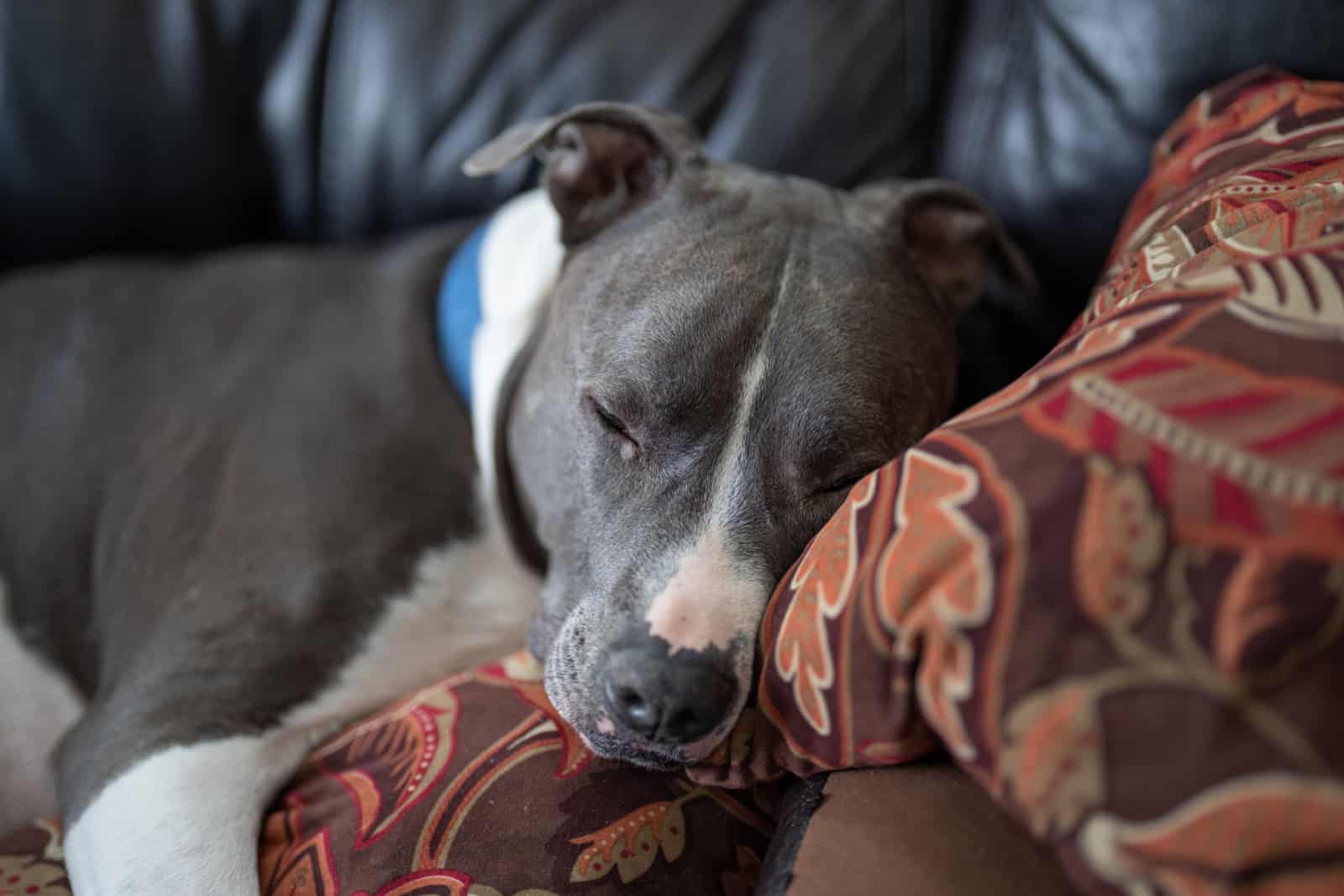 perro pitbull viejo durmiendo en tu sofá
