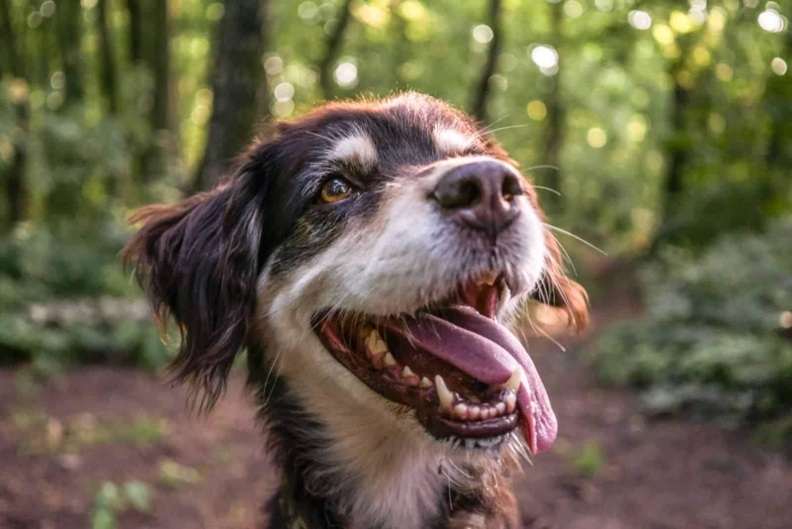 perro viejo sonriendo en la naturaleza