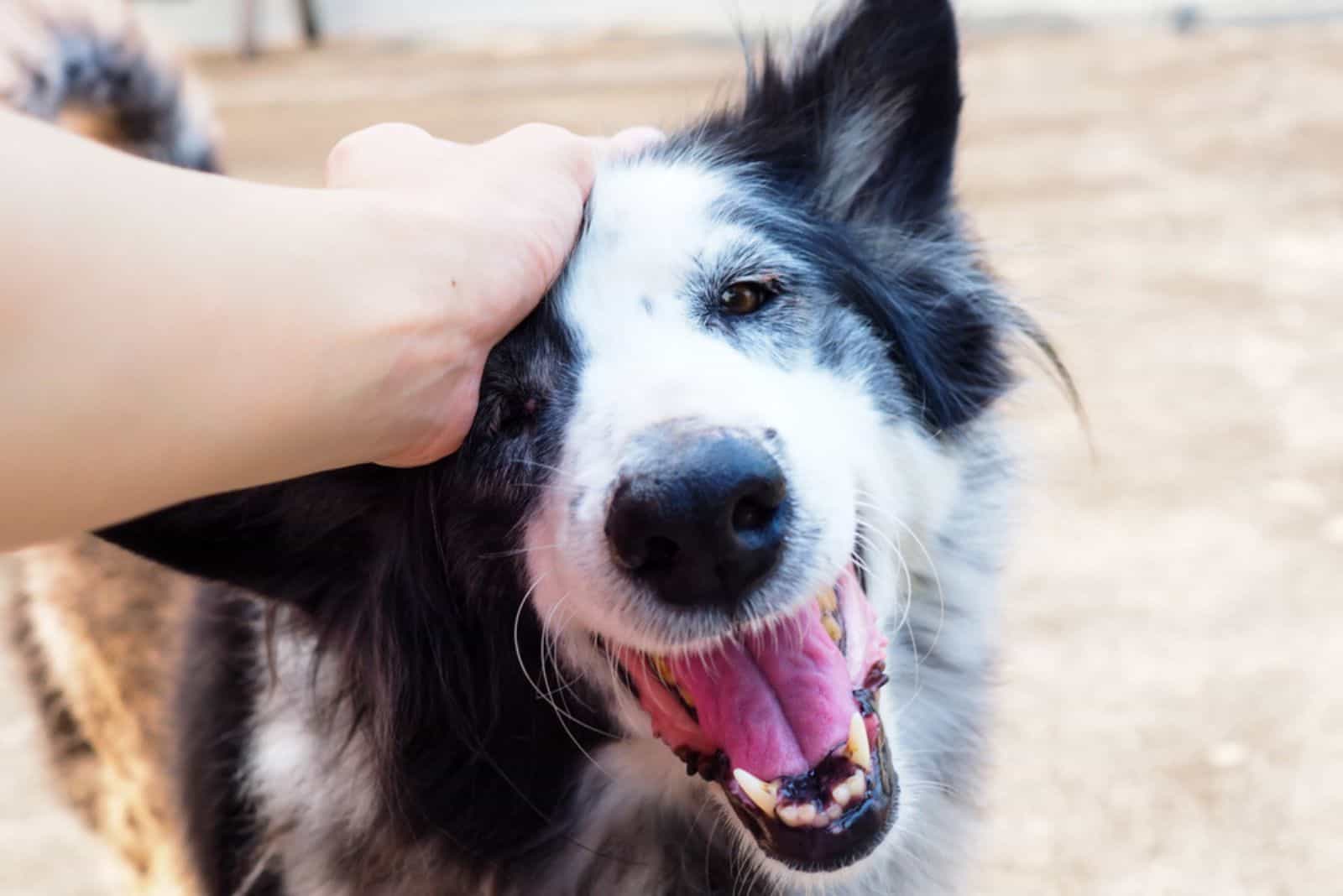 propietario abrazando a su perro en el parque