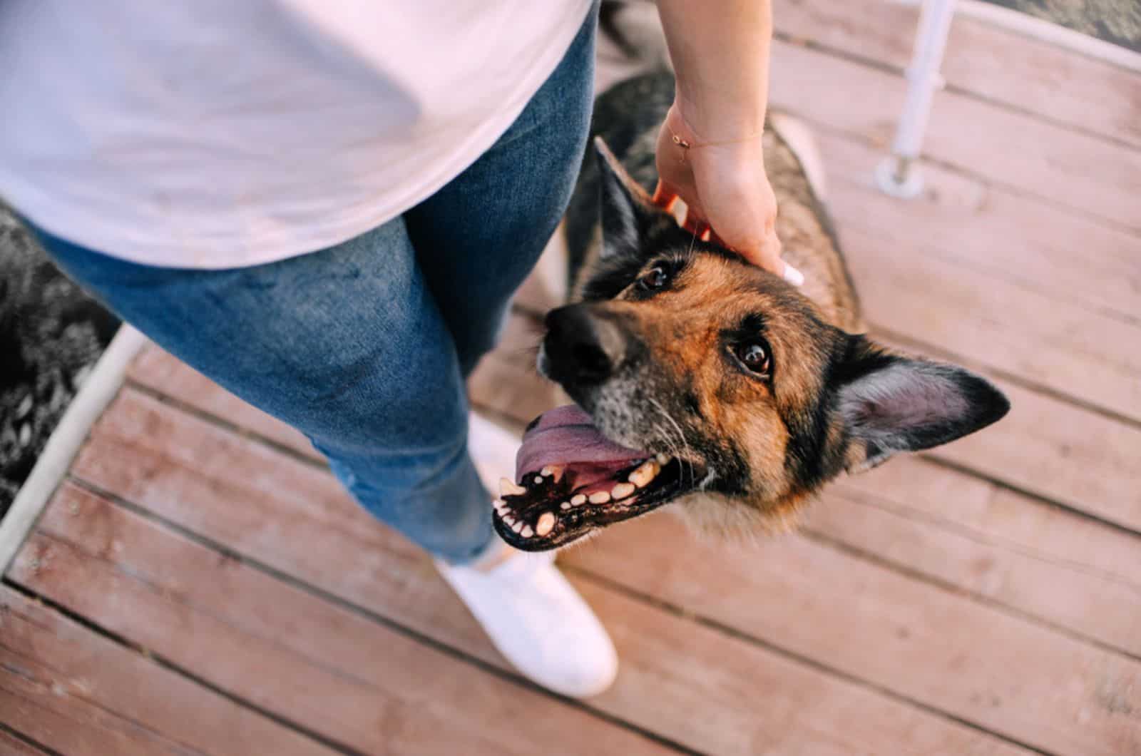 dueño acariciando perro pastor alemán al lado de sus piernas