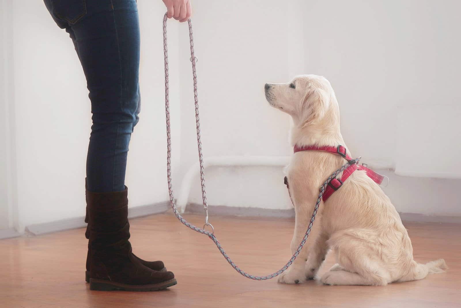 dueño entrenando al perro