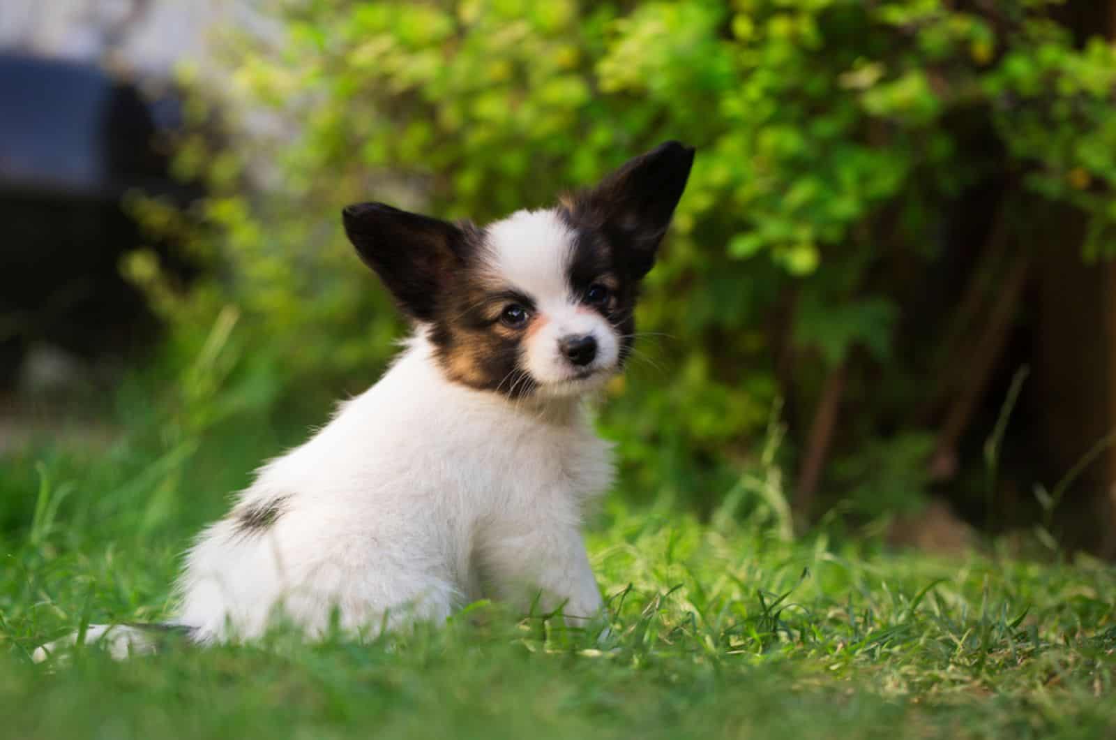 cachorro de papillon sentado en el césped