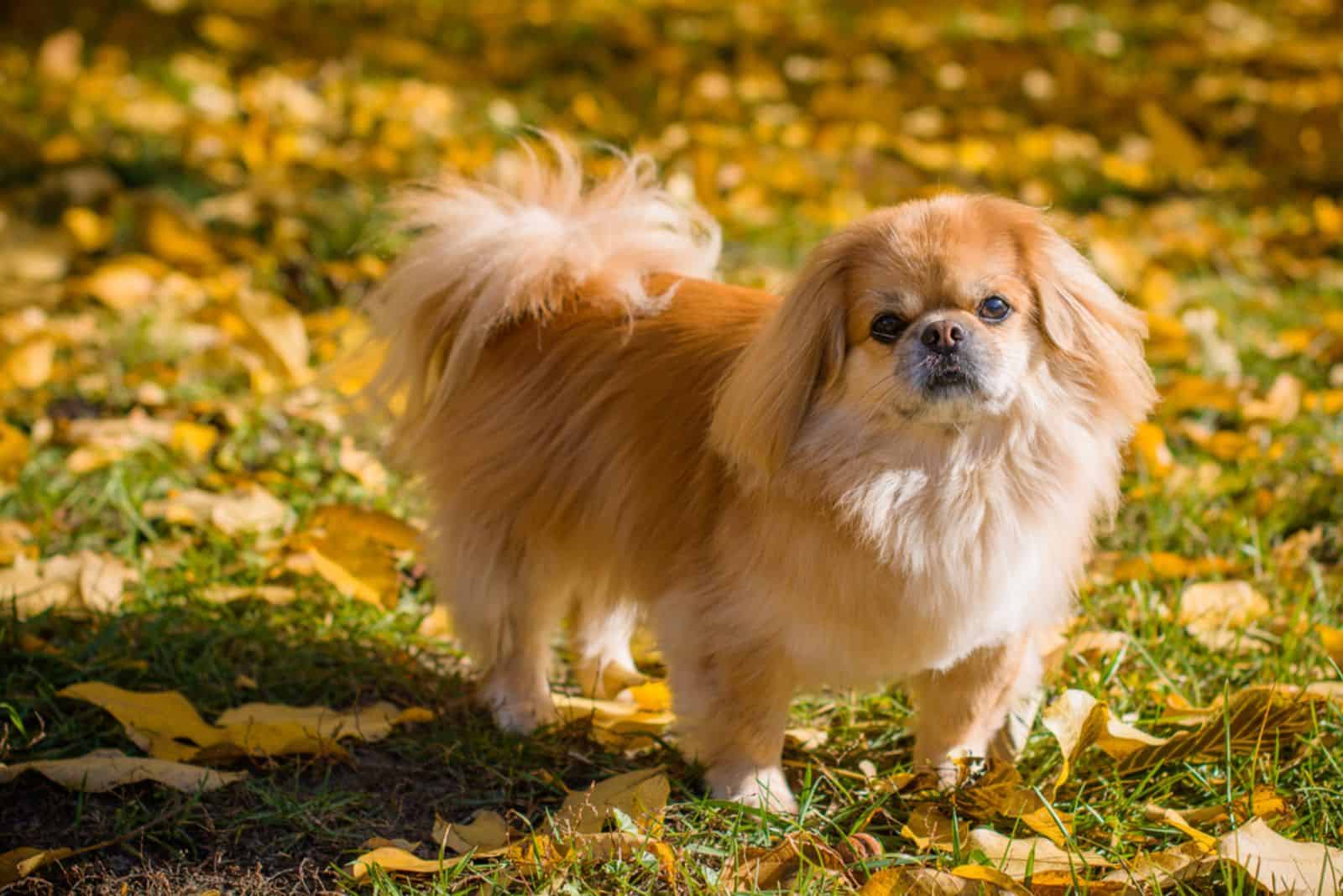 Perro pequinés en el parque en otoño