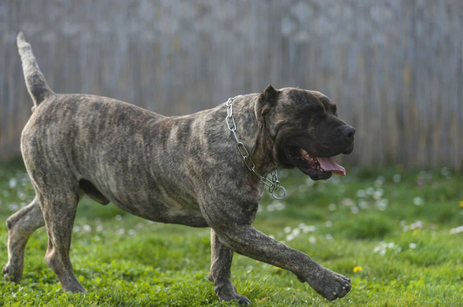 perro de presa canario corriendo en el patio