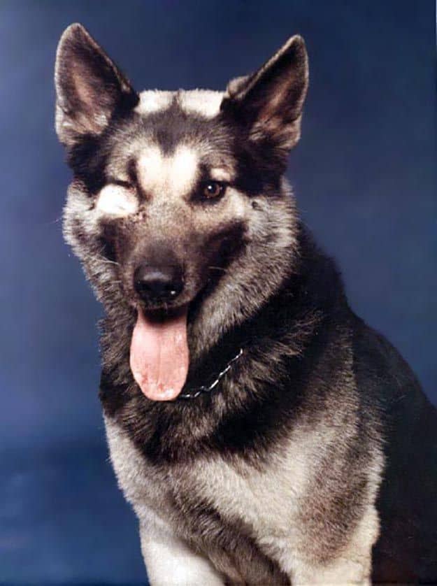 Foto de Nemo, el perro más heroico