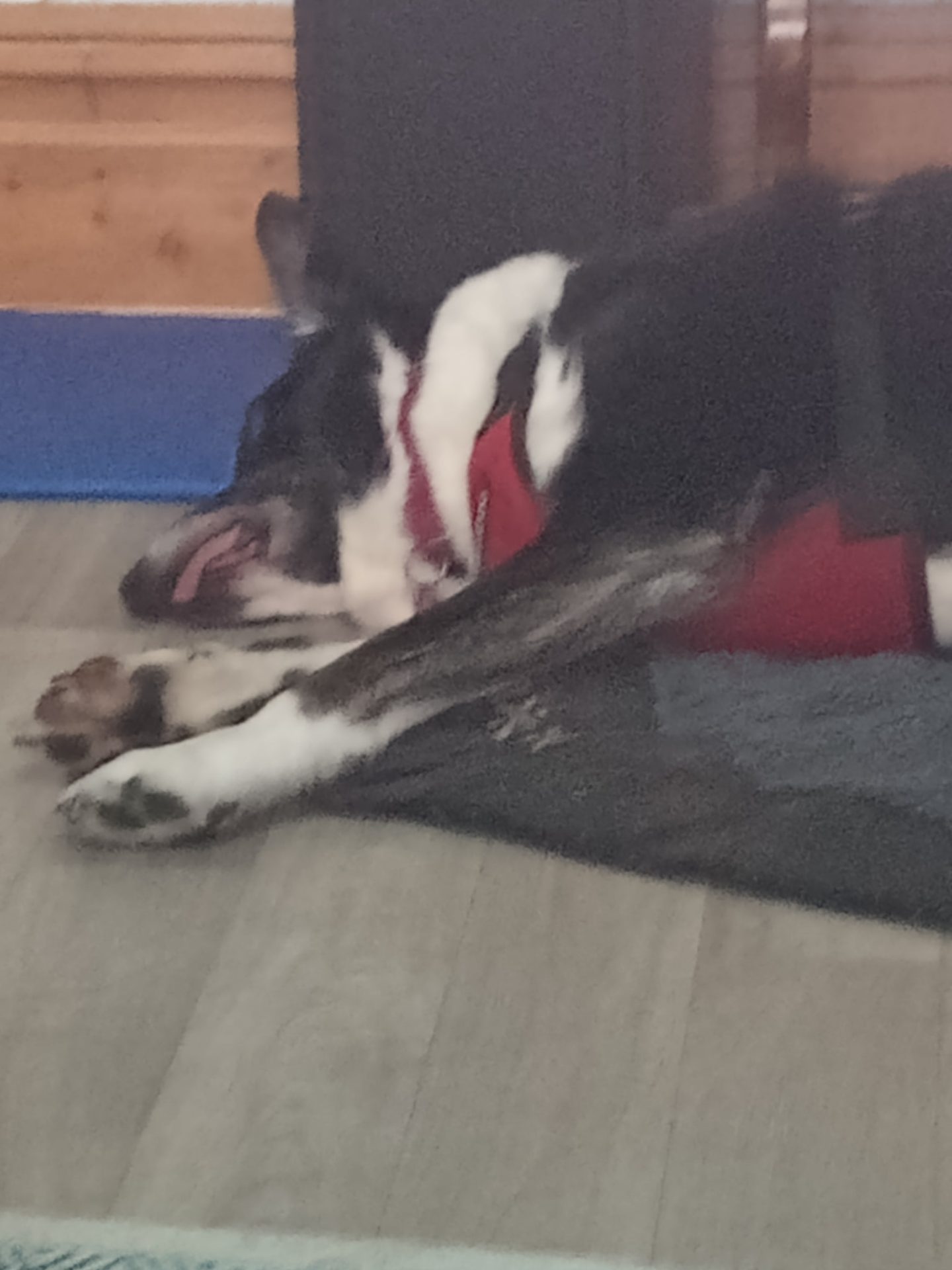 foto de un perro acostado