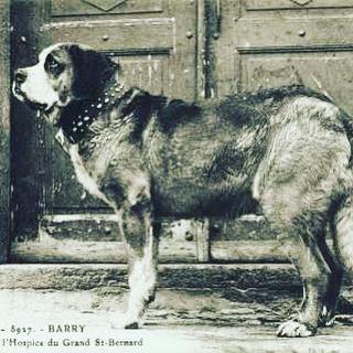 Foto de un San Bernardo Barry
