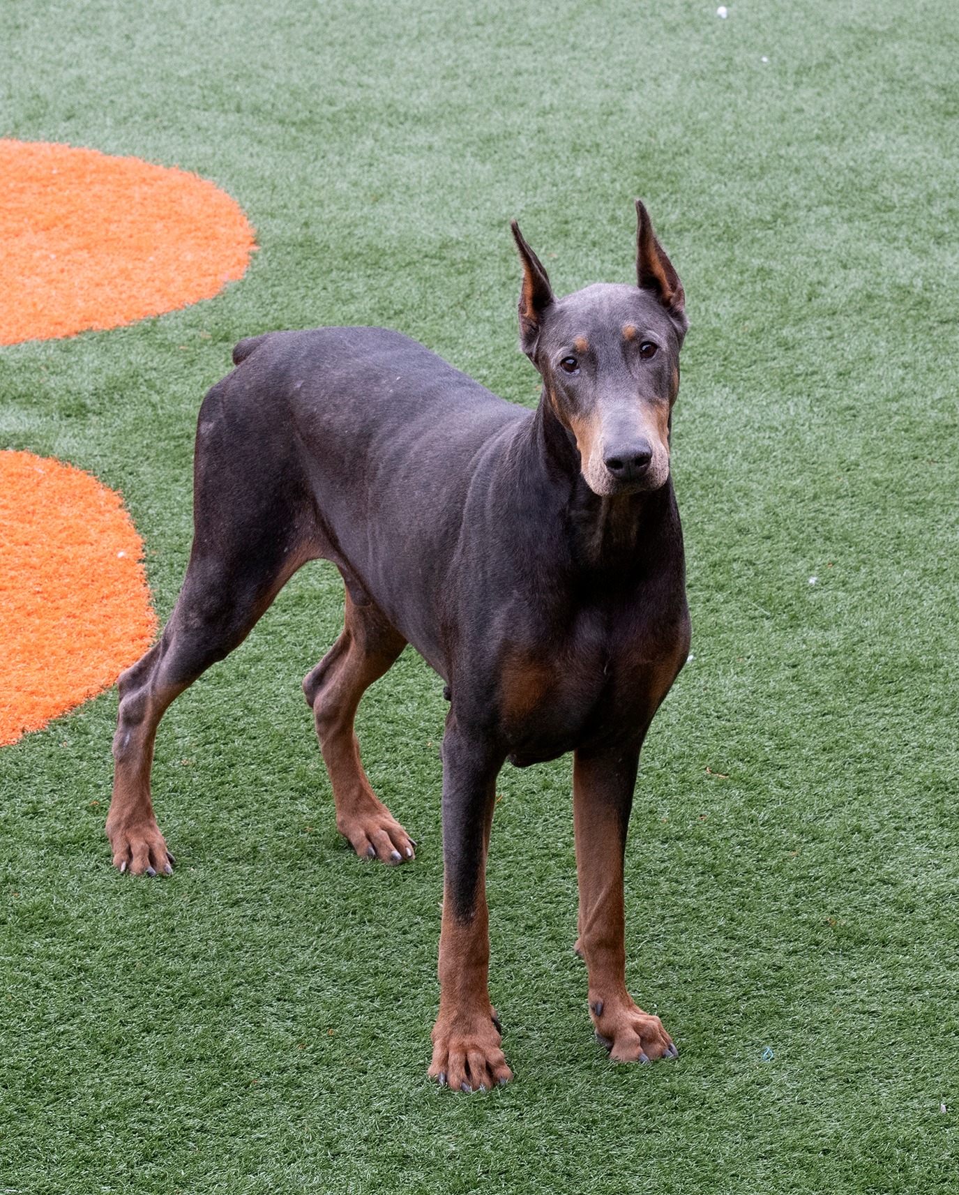 foto de doberman en el pasto