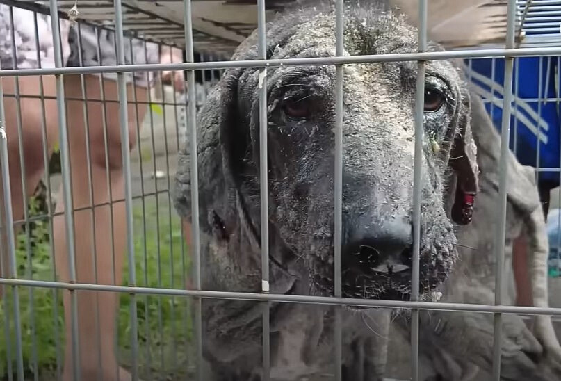 foto de perro en malas condiciones
