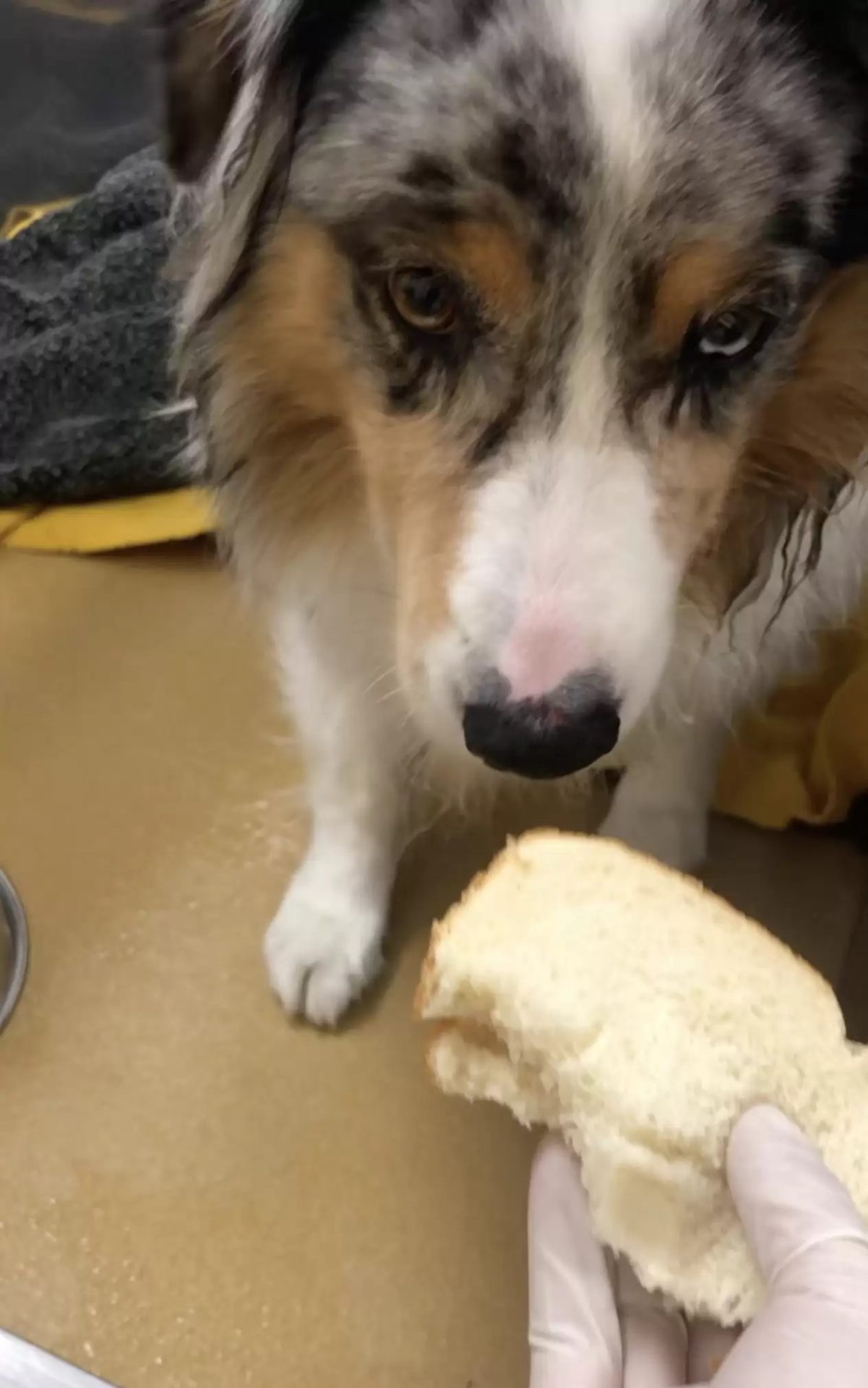 foto de perro mirando un sándwich