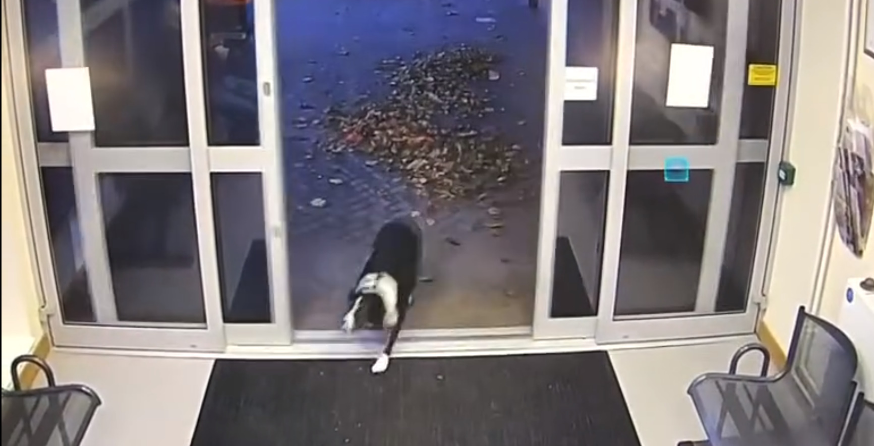 foto de perro entrando a la comisaría