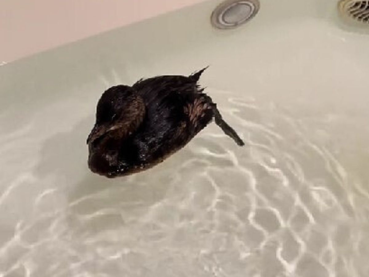 foto de zambullidor en una bañera
