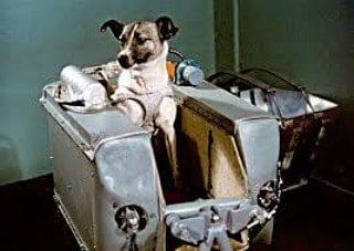 Foto de Laika, la primera perra espacial