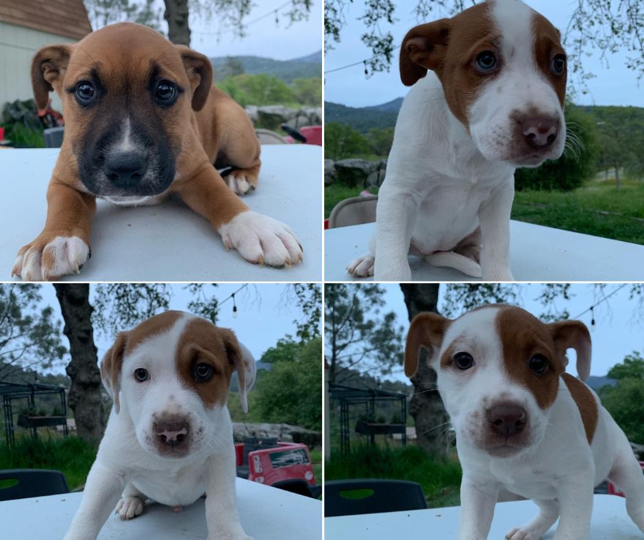 foto de cachorros de pitbull