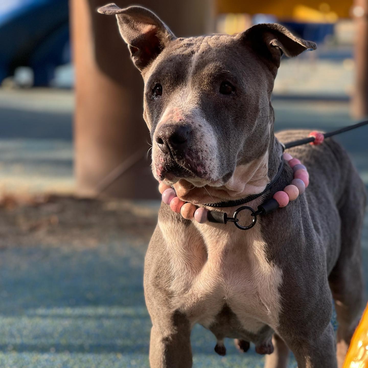 foto de pitbull