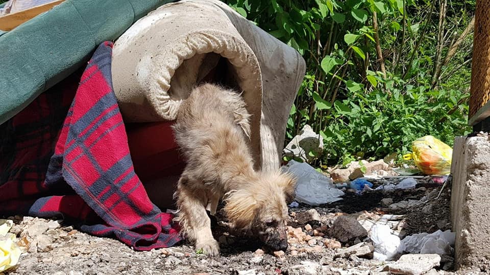 foto de cachorro entre la basura