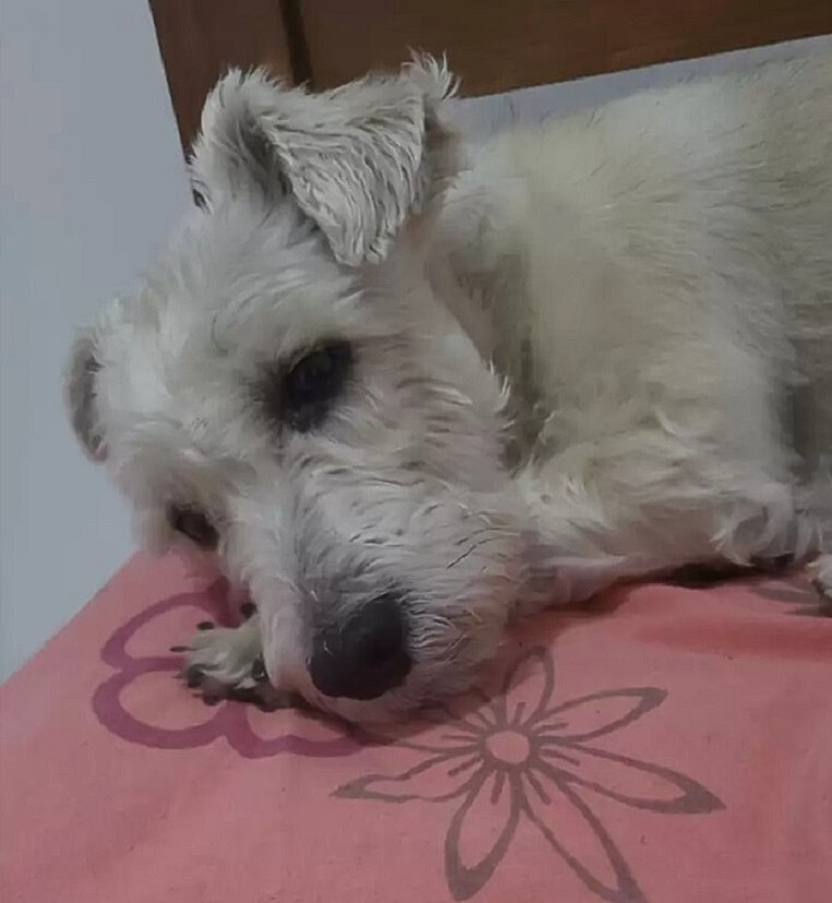 foto de cachorro acostado
