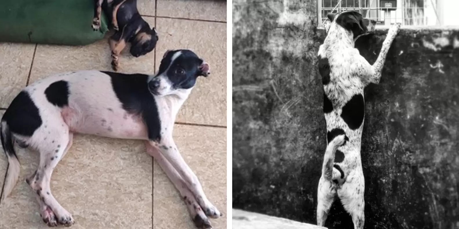 foto del perro perdido