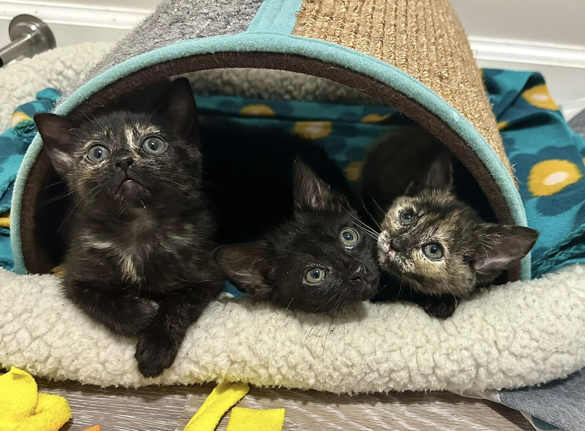 foto de tres gatitos negros acostados