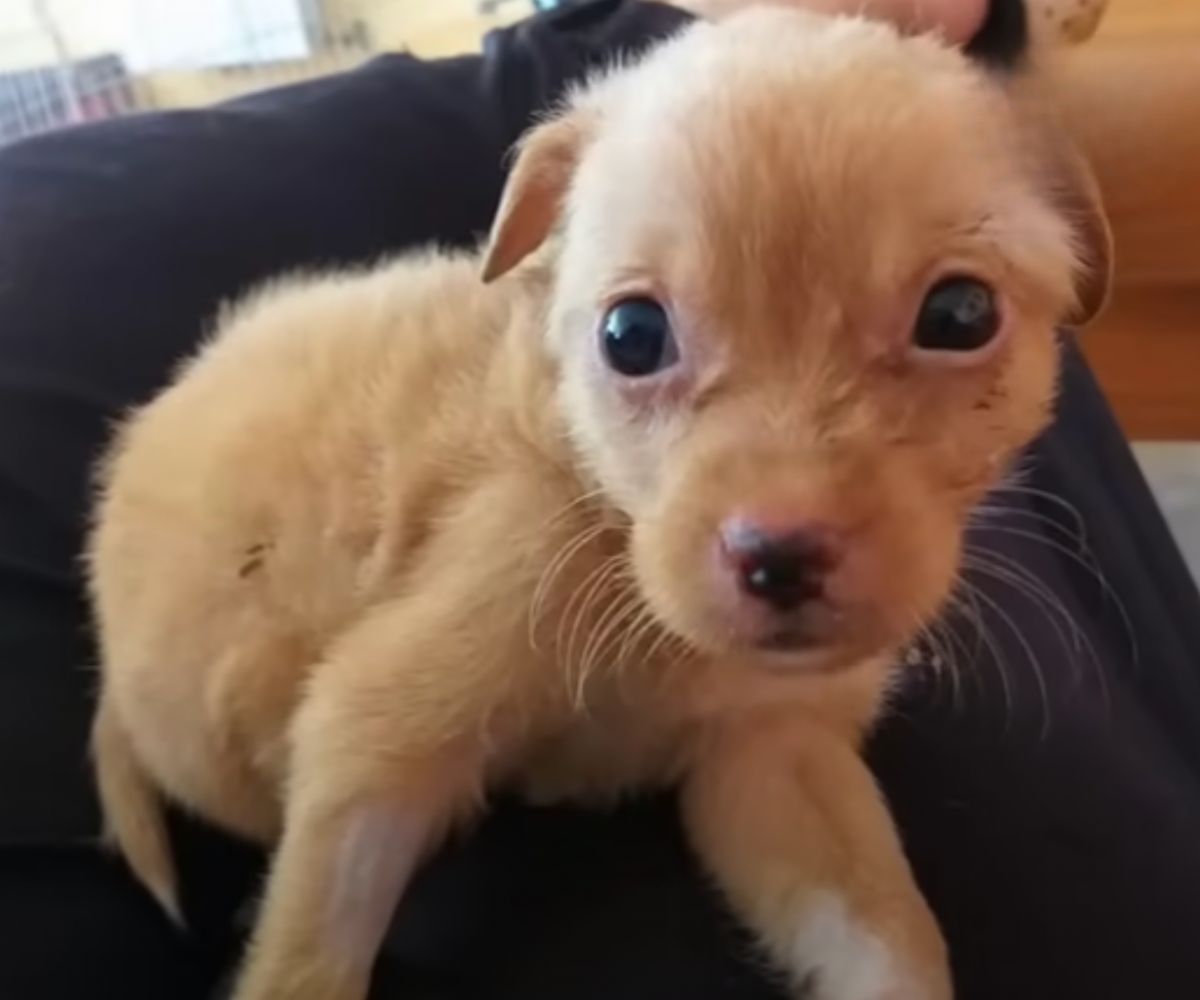 foto de un cachorro pequeño