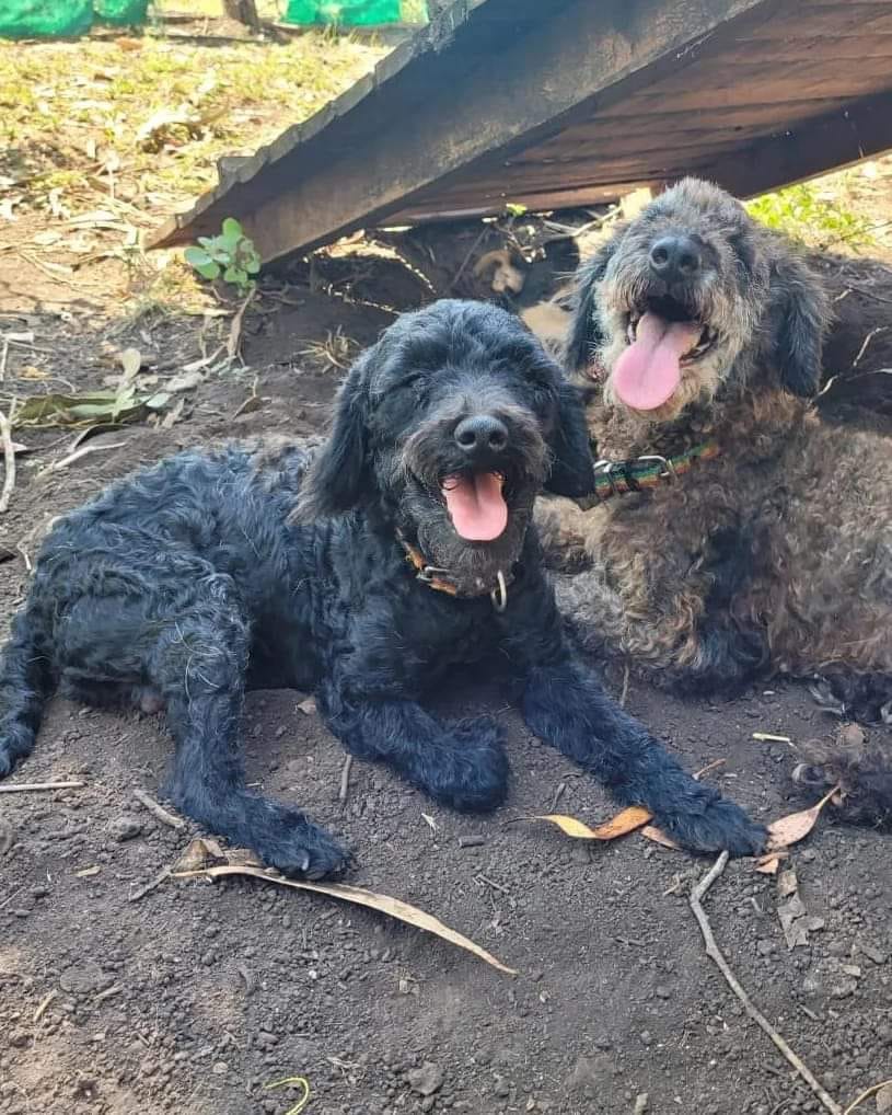 foto de dos perros acostados al aire libre