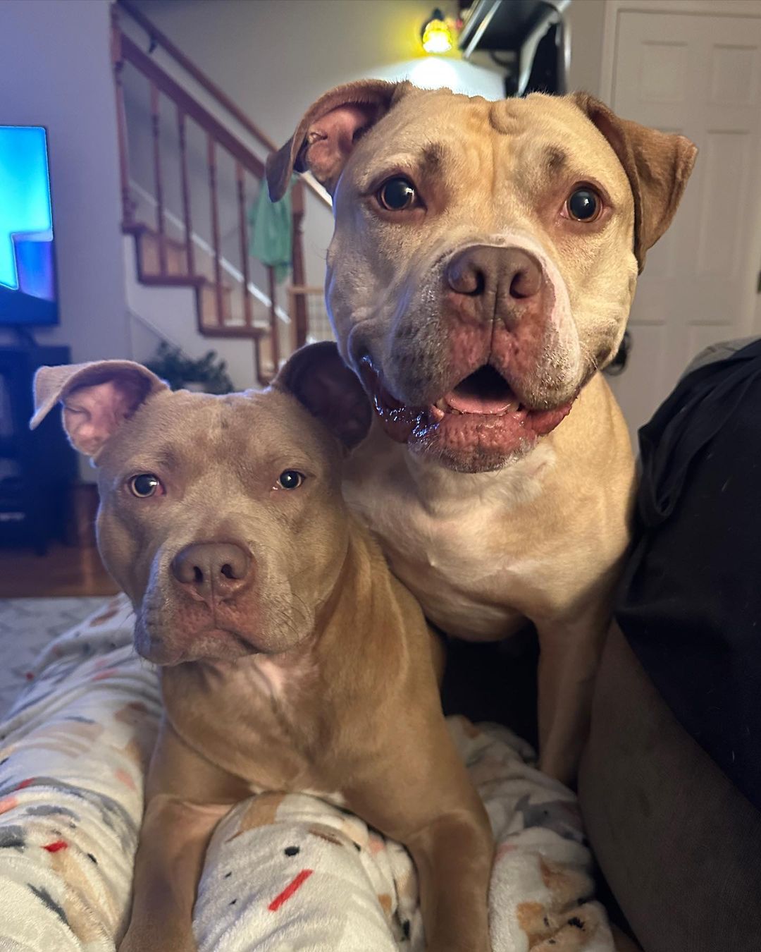 foto de dos perros