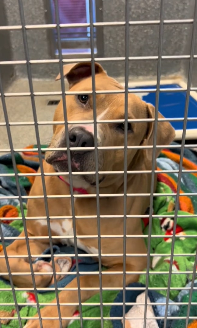 pitbull detrás de la jaula