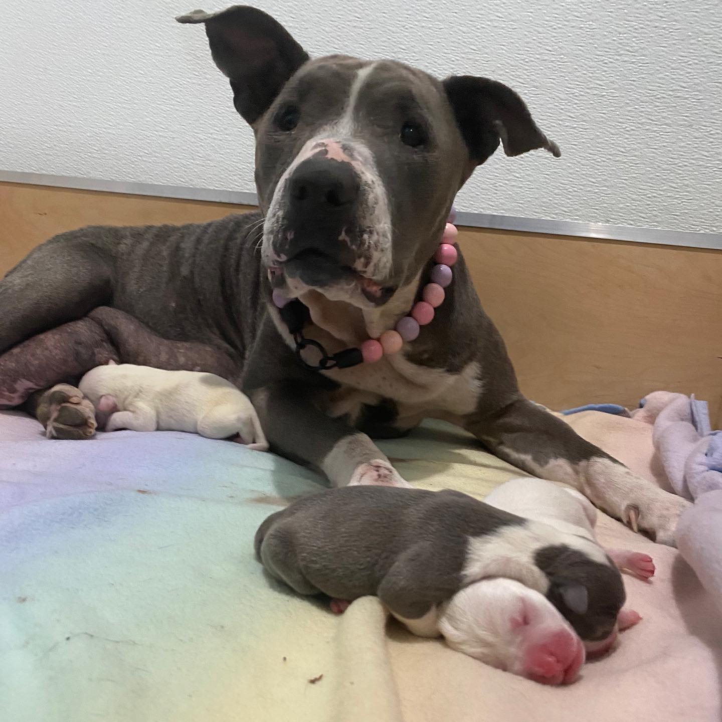 pitbull acostado con cachorros