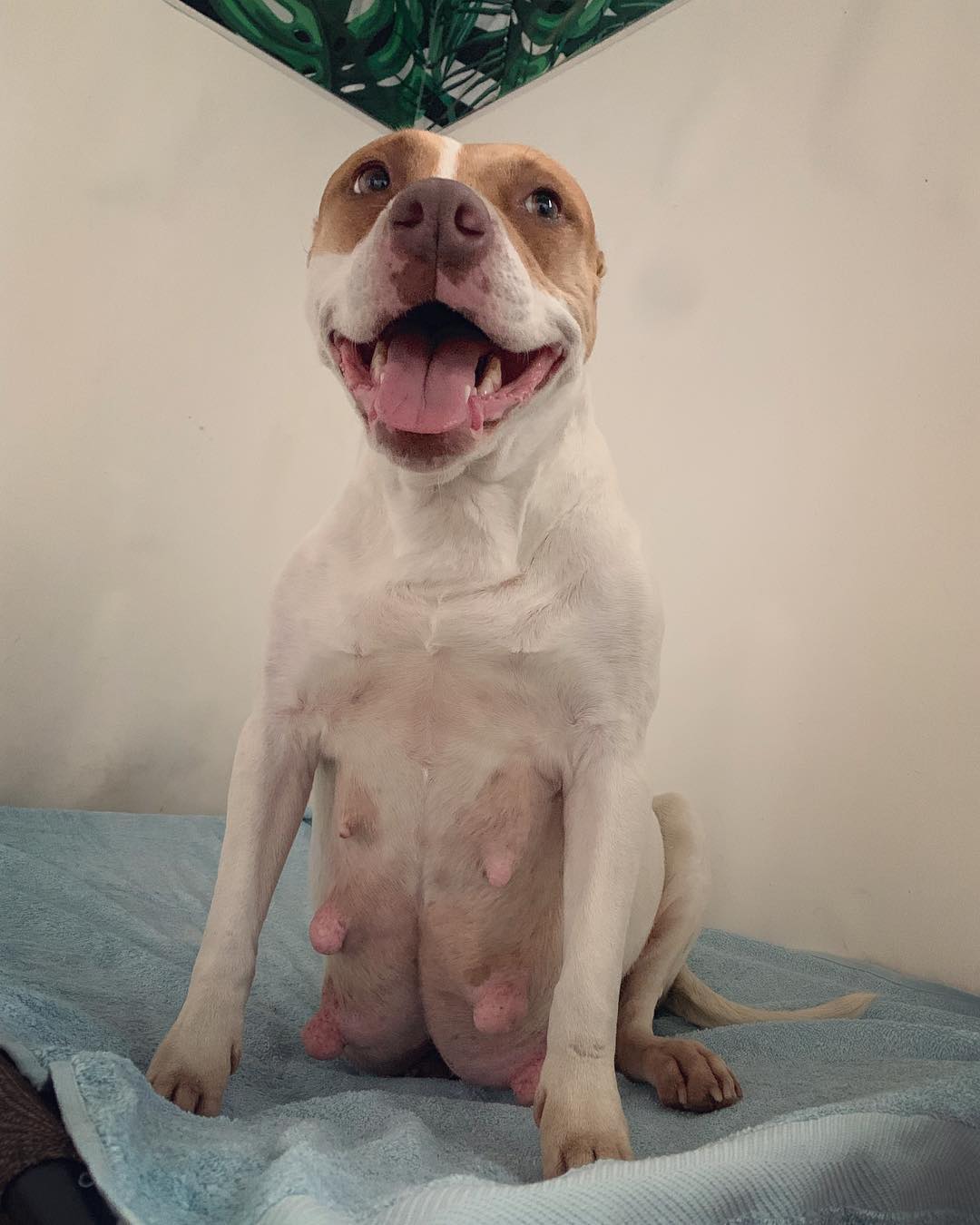 pitbull sentado