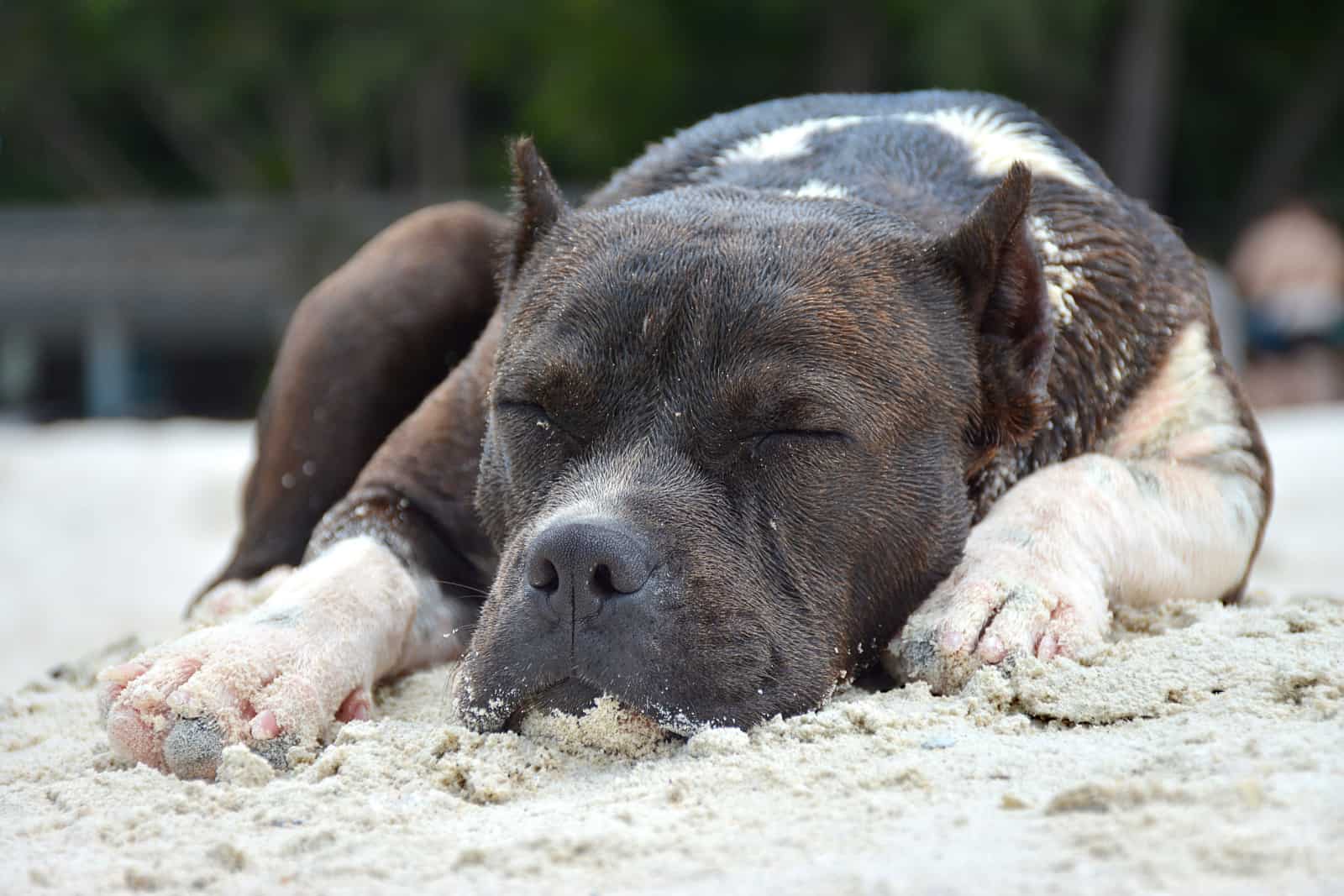 pitbull durmiendo en la playa perro acostado en la arena