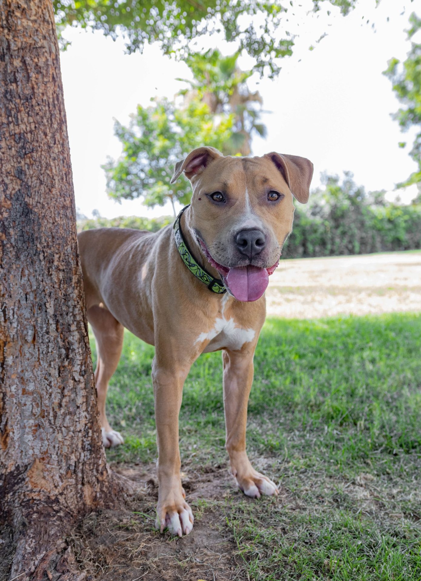 pitbull de pie junto al árbol