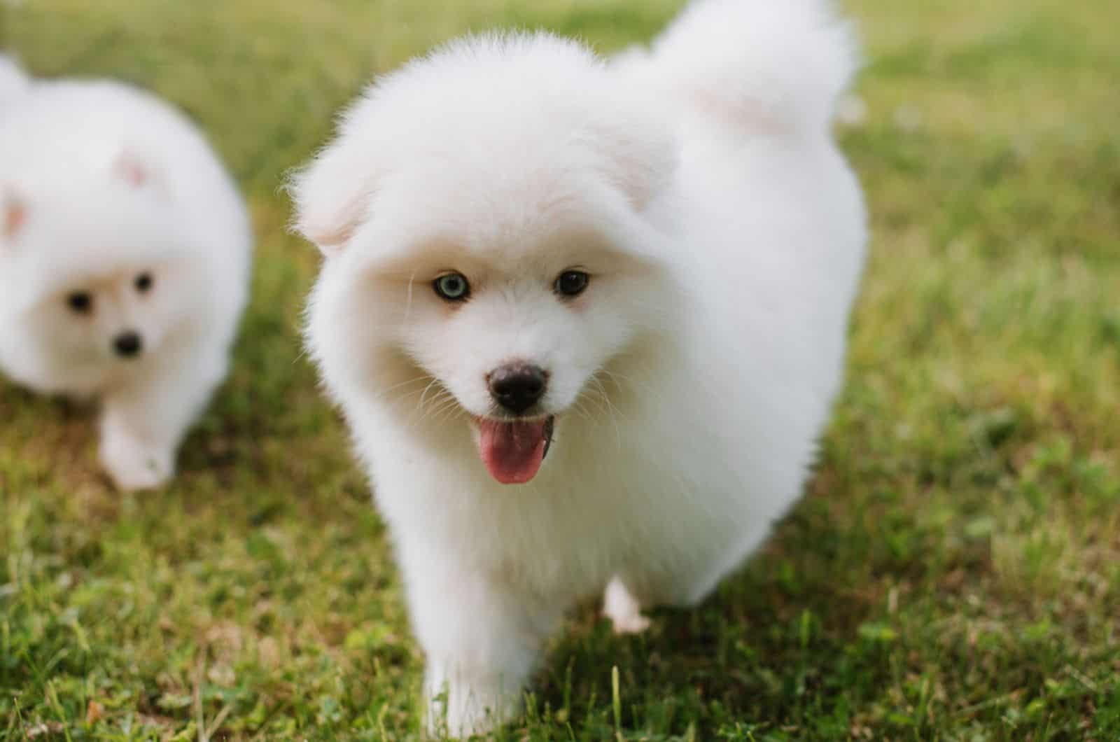 cachorro de pomsky de pie en el césped