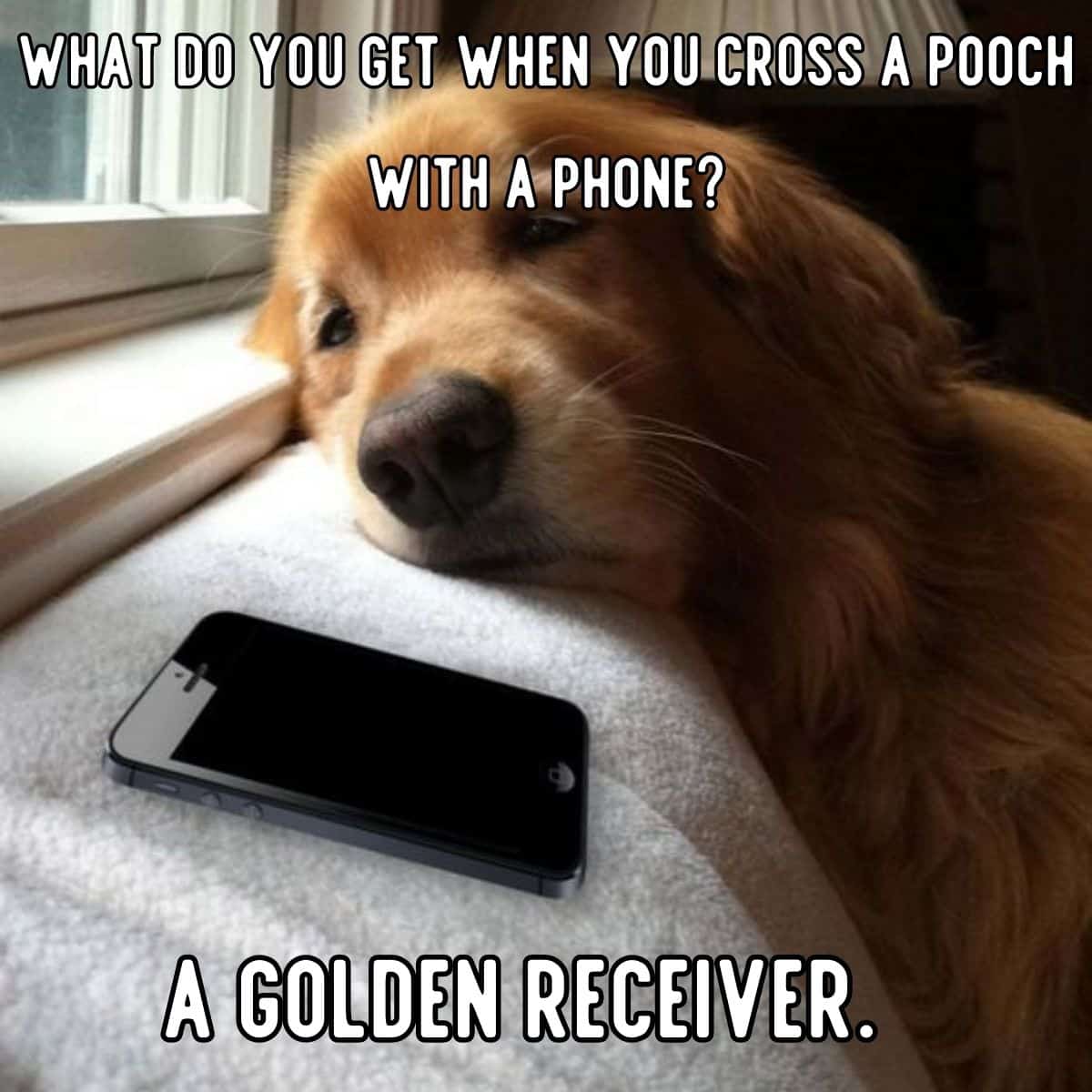 chiste de perro con un teléfono